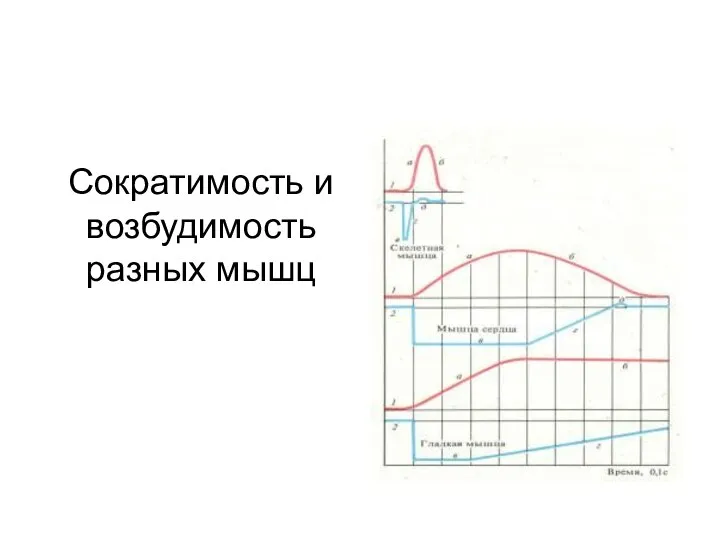 Сократимость и возбудимость разных мышц