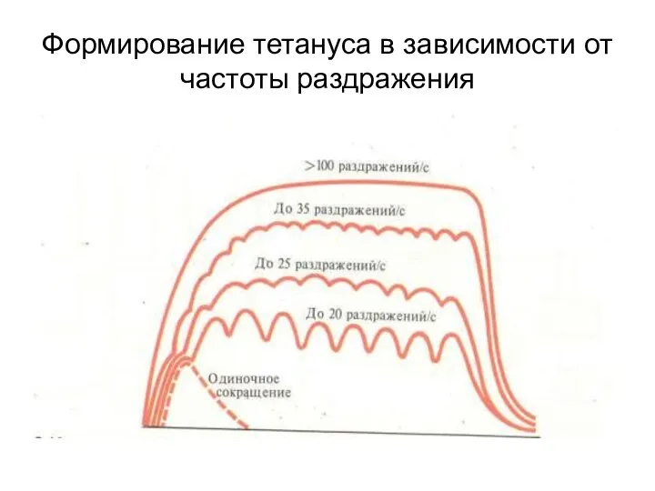 Формирование тетануса в зависимости от частоты раздражения