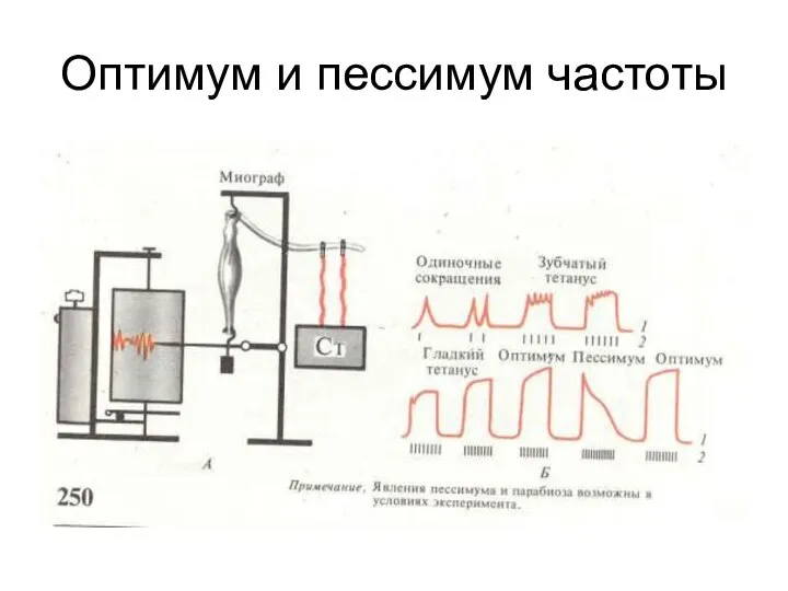 Оптимум и пессимум частоты