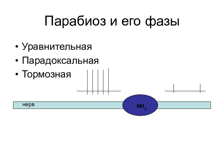 Парабиоз и его фазы Уравнительная Парадоксальная Тормозная NH4 нерв