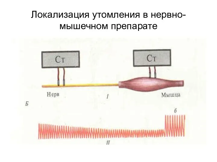 Локализация утомления в нервно-мышечном препарате