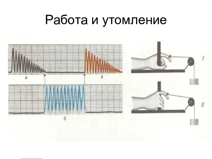 Работа и утомление