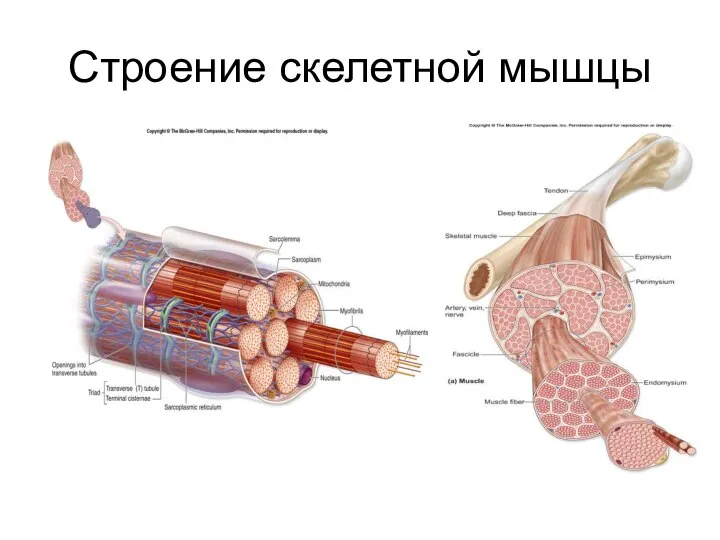 Строение скелетной мышцы