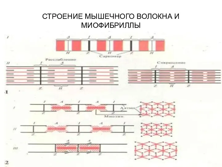 СТРОЕНИЕ МЫШЕЧНОГО ВОЛОКНА И МИОФИБРИЛЛЫ