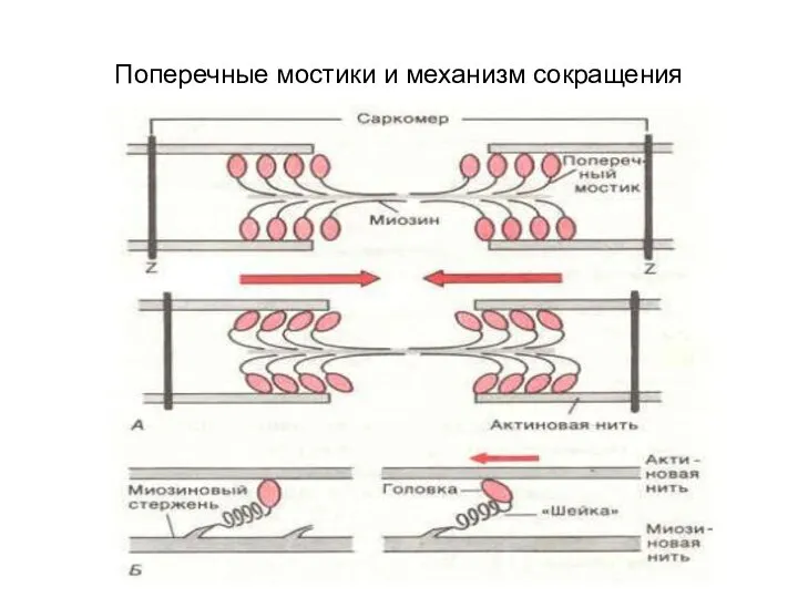 Поперечные мостики и механизм сокращения