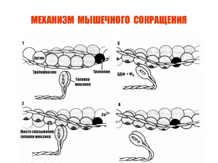 МЕХАНИЗМ МЫШЕЧНОГО СОКРАЩЕНИЯ