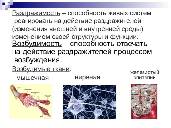 Возбудимость – способность отвечать на действие раздражителей процессом возбуждения. Раздражимость –