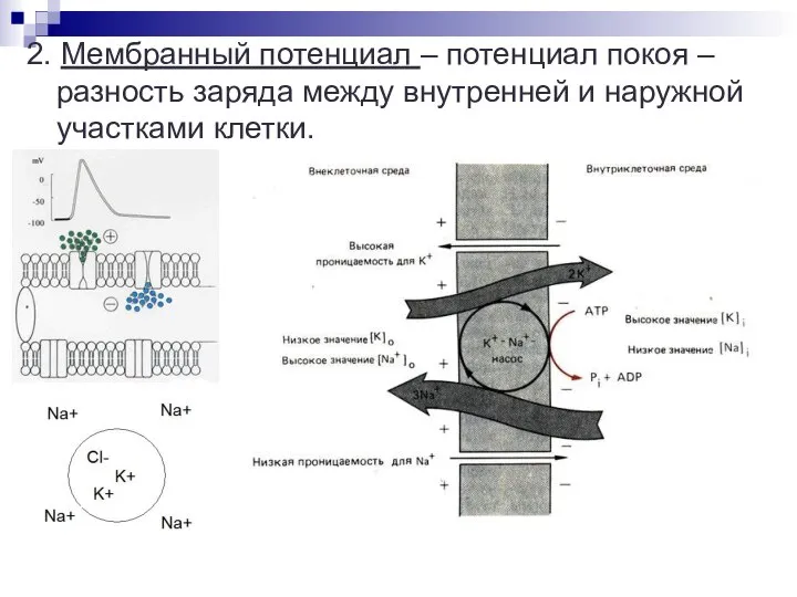 2. Мембранный потенциал – потенциал покоя – разность заряда между внутренней и наружной участками клетки.