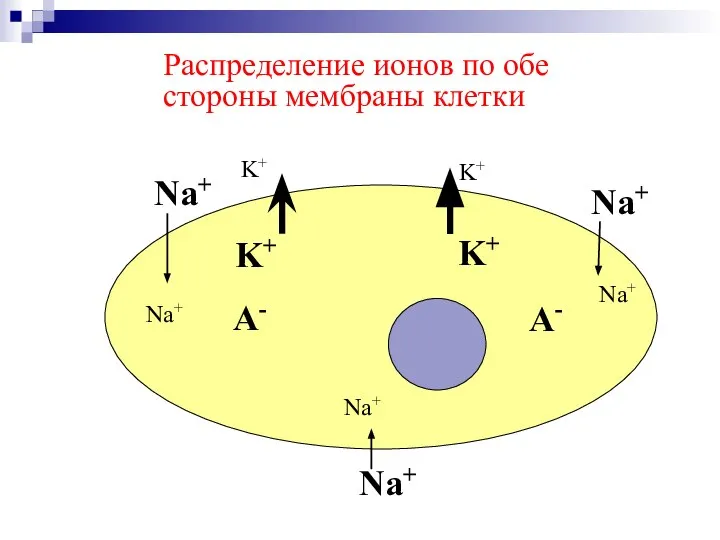 Распределение ионов по обе стороны мембраны клетки Na+ Na+ Na+ K+