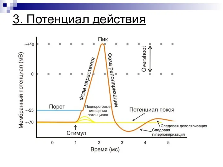 3. Потенциал действия