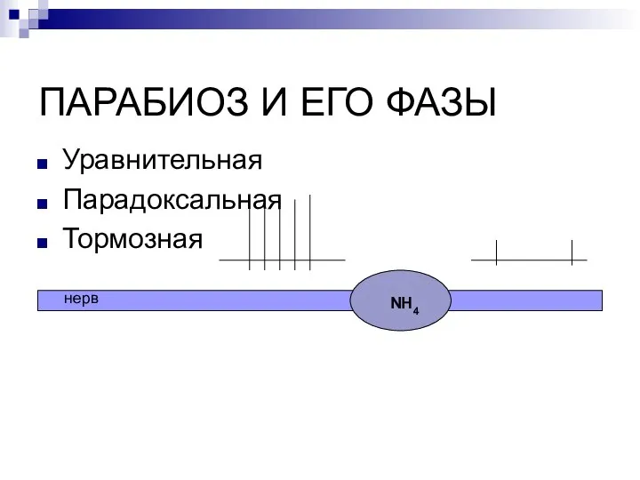 ПАРАБИОЗ И ЕГО ФАЗЫ Уравнительная Парадоксальная Тормозная NH4 нерв