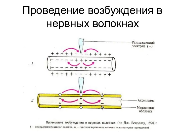 Проведение возбуждения в нервных волокнах