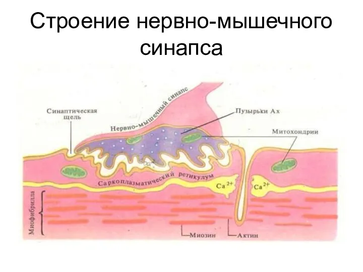 Строение нервно-мышечного синапса