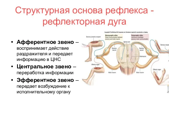 Структурная основа рефлекса -рефлекторная дуга Афферентное звено – воспринимает действие раздражителя