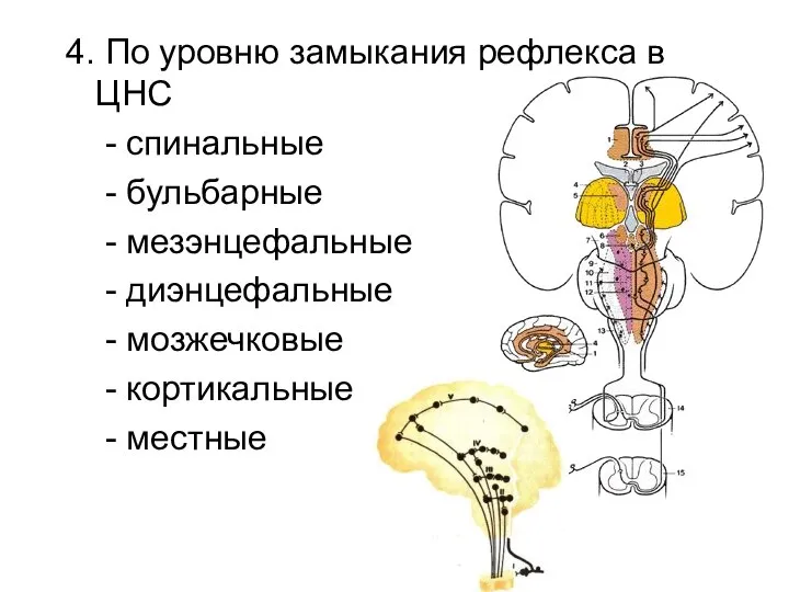 4. По уровню замыкания рефлекса в ЦНС - спинальные - бульбарные