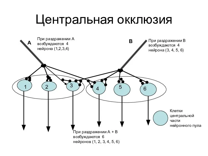 Центральная окклюзия 1 2 3 4 5 6 А В При