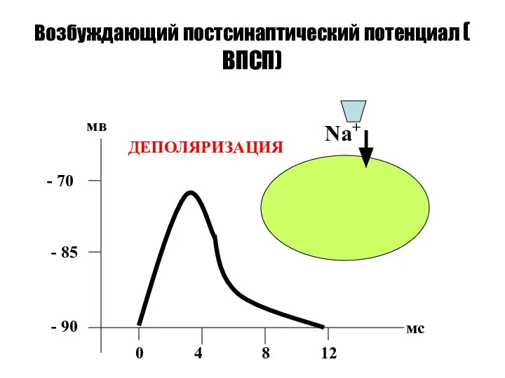 Возбуждающий постсинаптический потенциал ( ВПСП) - 90 - 85 - 70