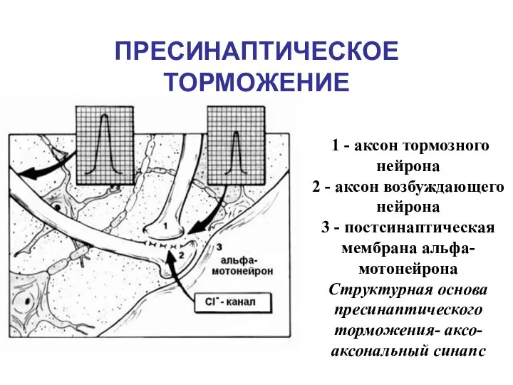 ПРЕСИНАПТИЧЕСКОЕ ТОРМОЖЕНИЕ 1 - аксон тормозного нейрона 2 - аксон возбуждающего