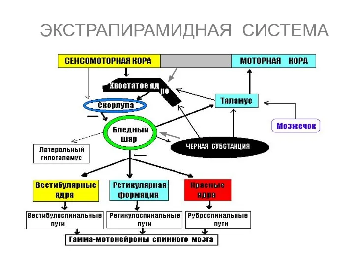 ЭКСТРАПИРАМИДНАЯ СИСТЕМА