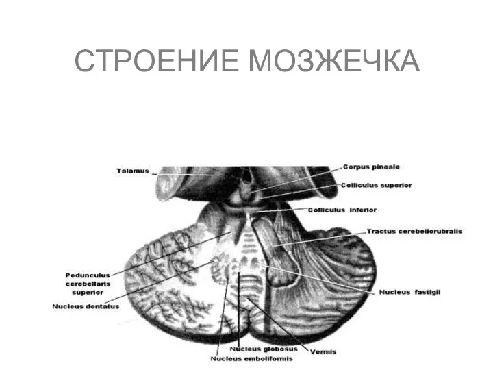 СТРОЕНИЕ МОЗЖЕЧКА