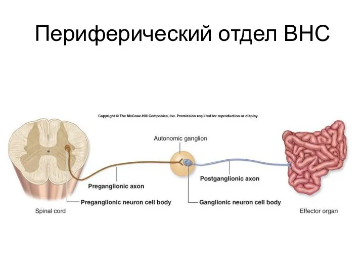 Периферический отдел ВНС