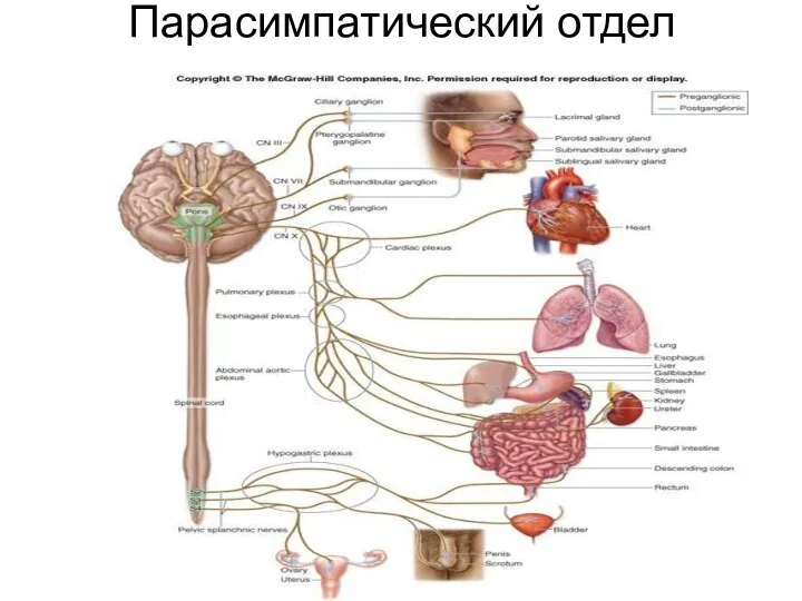 Парасимпатический отдел