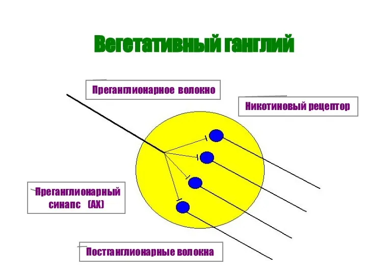 Вегетативный ганглий Преганглионарное волокно Постганглионарные волокна Преганглионарный синапс (АХ) Никотиновый рецептор