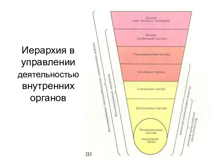 Иерархия в управлении деятельностью внутренних органов