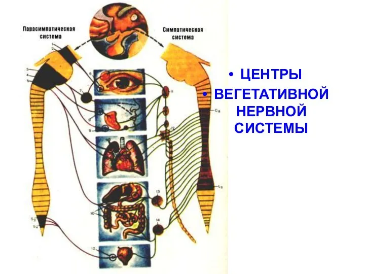 ЦЕНТРЫ ВЕГЕТАТИВНОЙ НЕРВНОЙ СИСТЕМЫ