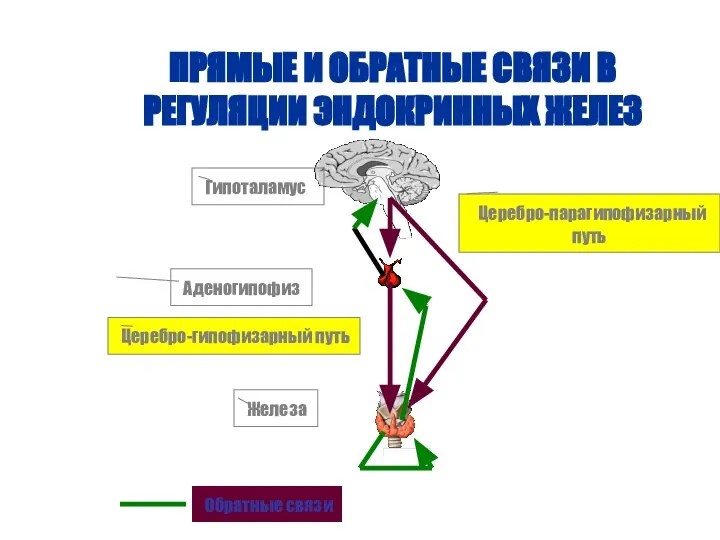 ПРЯМЫЕ И ОБРАТНЫЕ СВЯЗИ В РЕГУЛЯЦИИ ЭНДОКРИННЫХ ЖЕЛЕЗ Гипоталамус Аденогипофиз Железа