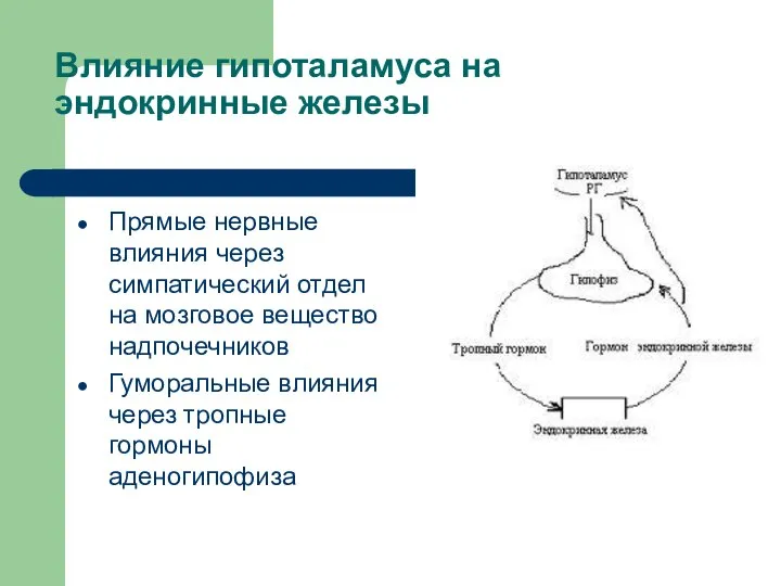 Влияние гипоталамуса на эндокринные железы Прямые нервные влияния через симпатический отдел