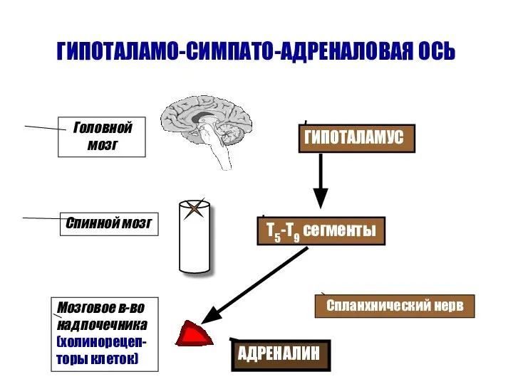 ГИПОТАЛАМО-СИМПАТО-АДРЕНАЛОВАЯ ОСЬ ГИПОТАЛАМУС Т5-Т9 сегменты Спланхнический нерв Головной мозг Спинной мозг