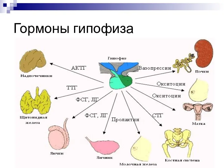 Гормоны гипофиза