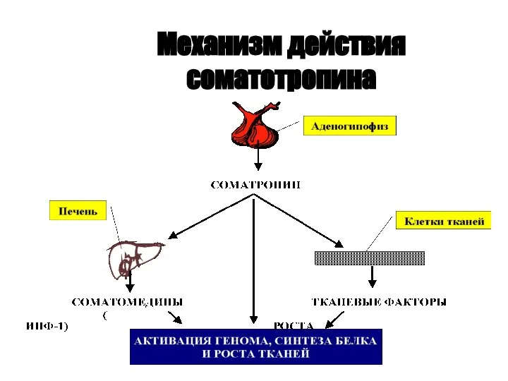 Механизм действия соматотропина