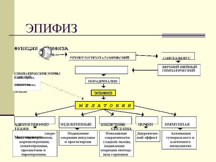 ЭПИФИЗ