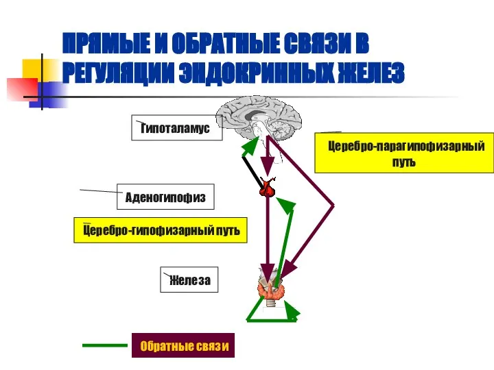 ПРЯМЫЕ И ОБРАТНЫЕ СВЯЗИ В РЕГУЛЯЦИИ ЭНДОКРИННЫХ ЖЕЛЕЗ Гипоталамус Аденогипофиз Железа