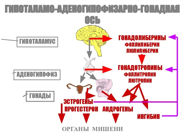 ГИПОТАЛАМО-АДЕНОГИПОФИЗАРНО-ГОНАДНАЯ ОСЬ ГИПОТАЛАМУС АДЕНОГИПОФИЗ ОРГАНЫ МИШЕНИ ГОНАДОЛИБЕРИНЫ ФОЛЛИЛИБЕРИН ЛЮЛИЛИБЕРИН ГОНАДОТРОПИНЫ ФОЛЛИТРОПИН