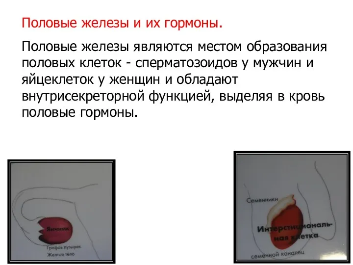 Половые железы и их гормоны. Половые железы являются местом образования половых