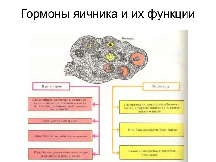 Гормоны яичника и их функции