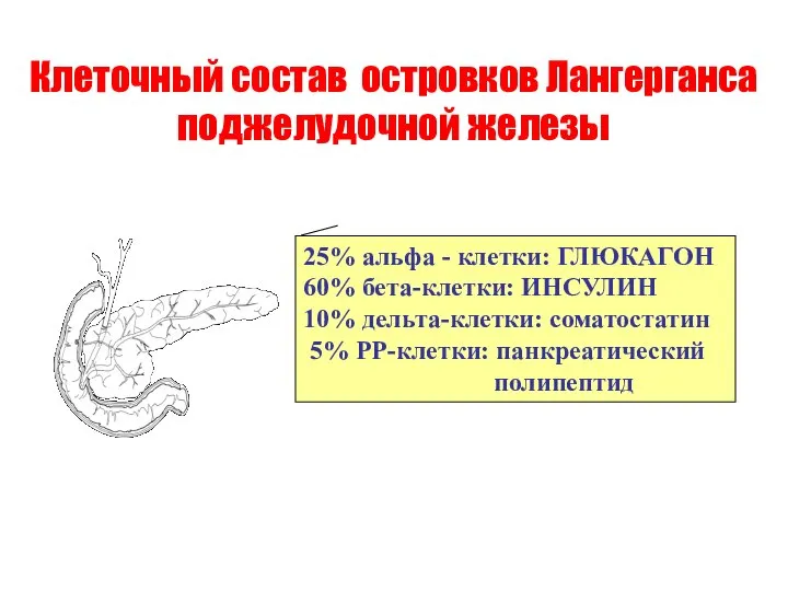 Клеточный состав островков Лангерганса поджелудочной железы 25% альфа - клетки: ГЛЮКАГОН