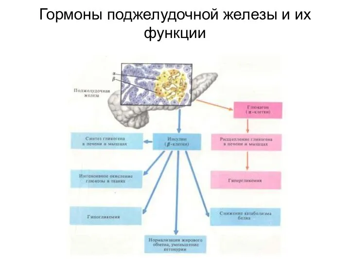 Гормоны поджелудочной железы и их функции