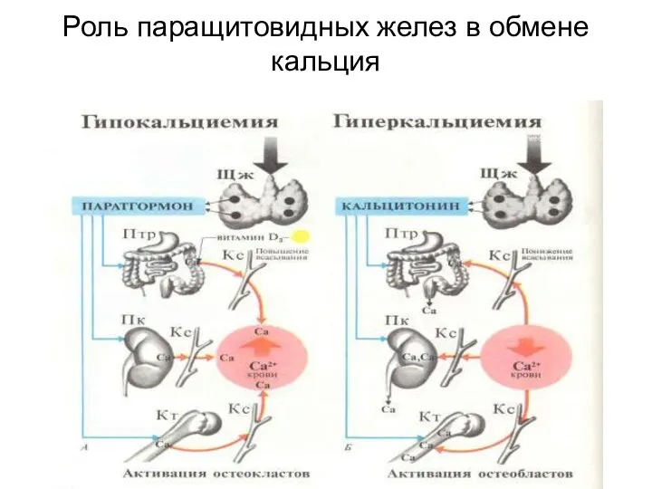 Роль паращитовидных желез в обмене кальция