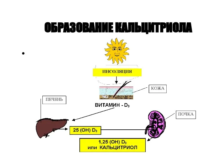 ОБРАЗОВАНИЕ КАЛЬЦИТРИОЛА