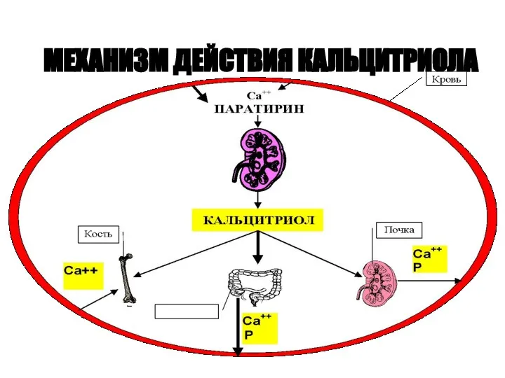 МЕХАНИЗМ ДЕЙСТВИЯ КАЛЬЦИТРИОЛА