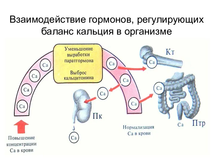 Взаимодействие гормонов, регулирующих баланс кальция в организме