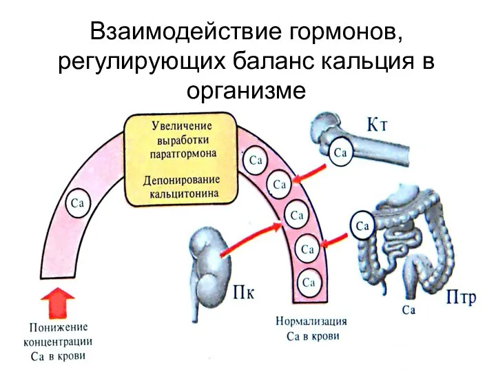 Взаимодействие гормонов, регулирующих баланс кальция в организме