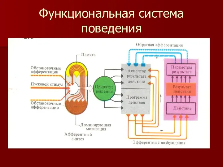 Функциональная система поведения