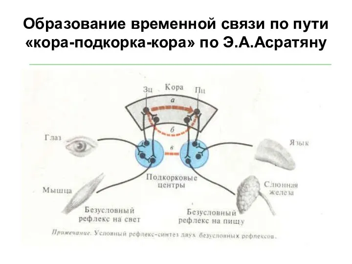 Образование временной связи по пути «кора-подкорка-кора» по Э.А.Асратяну