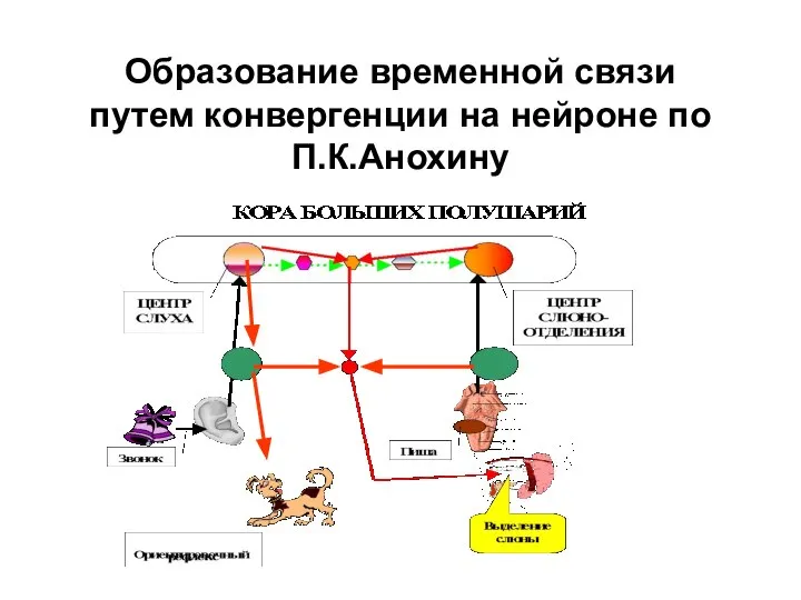 Образование временной связи путем конвергенции на нейроне по П.К.Анохину