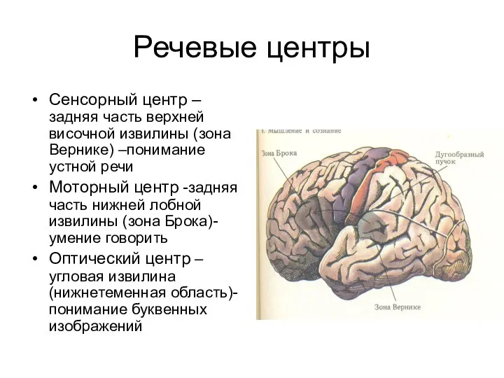 Речевые центры Сенсорный центр – задняя часть верхней височной извилины (зона